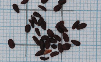 Androsace adfinis subsp. brigantiaca Samen (© Gabriele Renneberg)
