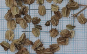 Angelica sylvestris Samen (© Gabriele Renneberg)