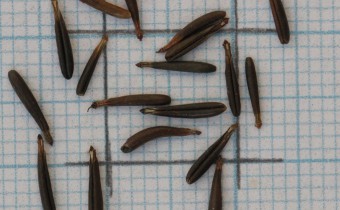 Anthriscus sylvestris Samen (© Gabriele Renneberg)