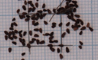 Asarina procumbens Samen (© Gabriele Renneberg)