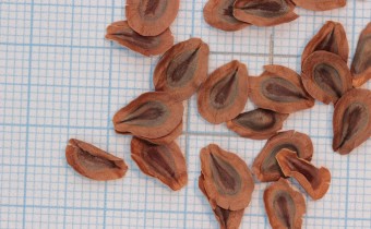Asclepias incarnata Samen (© Gabriele Renneberg)