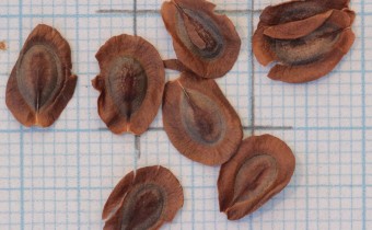 Asclepias purpurascens Samen (© Gabriele Renneberg)