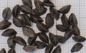 Asphodelus albus Samen (© Gabriele Renneberg)