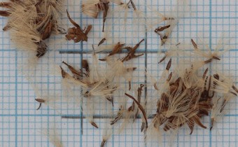 Aster ageratoides Samen (© Gabriele Renneberg)