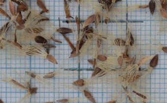 Aster alpinus Samen (© Gabriele Renneberg)