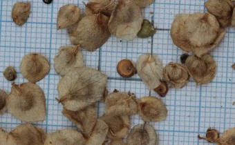 Atriplex hortensis Samen (© Gabriele Renneberg)