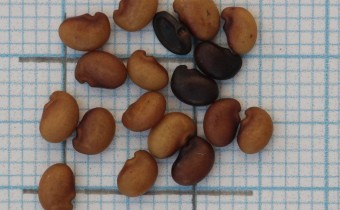 Baptisia australis Samen (© Gabriele Renneberg)