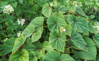 Begonia grandis ssp. grandis 'Alba' (© Spender 319)