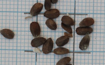 Betonica macrantha Samen (© Gabriele Renneberg)
