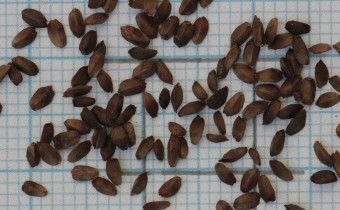 Betonica officinalis Samen (© Gabriele Renneberg)