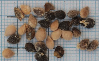 Bryonia cretica ssp. dioica Samen (© Gabriele Renneberg)