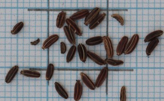 Bupleurum falcatum Samen (© Gabriele Renneberg)