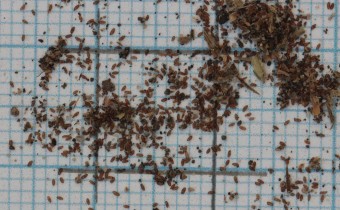 Campanula ramosissima Samen (© Gabriele Renneberg)