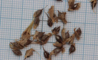 Carex grayi Samen (© Gabriele Renneberg)