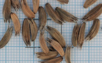 Cephalaria alpina Samen (© Gabriele Renneberg)