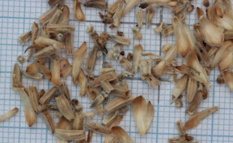 Cephalaria leucantha Samen ungereinigt (© Gabriele Renneberg)