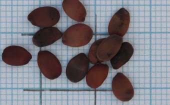 Cercis siliquastrum Samen (© Gabriele Renneberg)