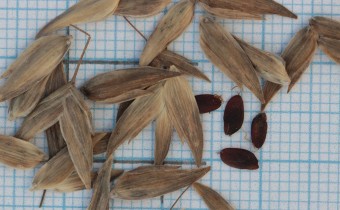 Chasmanthium latifolium Samen (© Gabriele Renneberg)