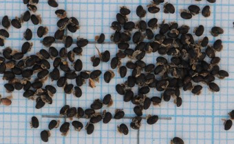Chelidonium majus Samen (© Gabriele Renneberg)