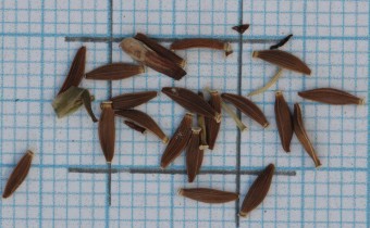 Lactuca plumieri Samen (© Gabriele Renneberg)
