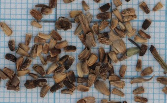 Cichorium intybus Samen (© Gabriele Renneberg)