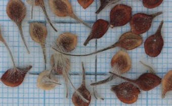 Clematis integrifolia Samen (© Gabriele Renneberg)