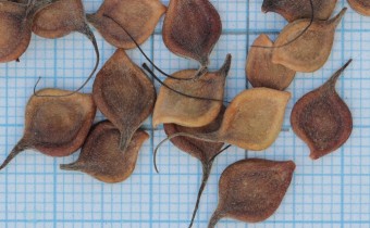Clematis pitcheri Samen (© Gabriele Renneberg)