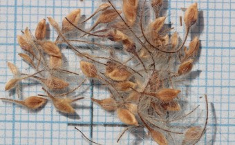 Clematis serratifolia Samen (© Gabriele Renneberg)