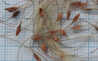 Clematis tangutica Samen (© Gabriele Renneberg)