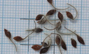 Clematis vitalba Samen (© Gabriele Renneberg)