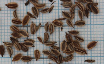 Cnidium silaifolium Samen (© Gabriele Renneberg)