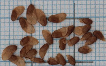 Codonopsis lanceolata Samen (© Gabriele Renneberg)
