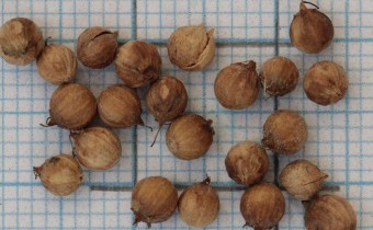 Coriandrum sativum Samen (© Gabriele Renneberg)