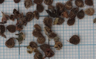 Cynoglossum amabile Samen (© Gabriele Renneberg)
