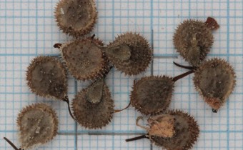 Cynoglossum officinale Samen (© Gabriele Renneberg)