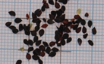 Dianthus barbatus Samen (© Gabriele Renneberg)