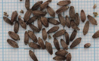 Dipsacus strigosus Samen (© Gabriele Renneberg)