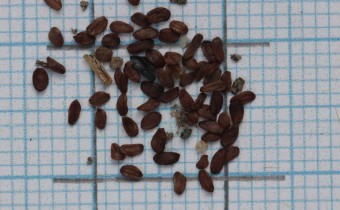 Edraianthus tenuifolius Samen (© Gabriele Renneberg)