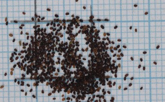 Erinus alpinus Samen (© Gabriele Renneberg)