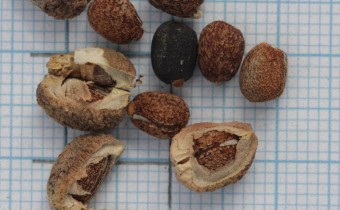 Euphorbia lathyris Samen (© Gabriele Renneberg)