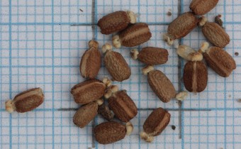 Euphorbia myrsinites Samen (© Gabriele Renneberg)