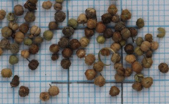 Euphorbia stricta Samen (© Gabriele Renneberg)