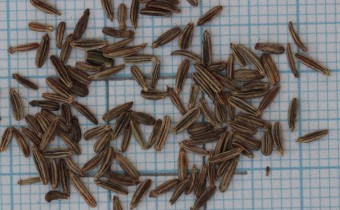 Falcaria vulgaris Samen ( © Gabriele Renneberg)