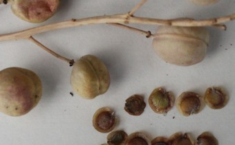 Fibigia clypeata var. eriocarpa Samen (© Spender 55)
