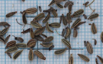 Foeniculum vulgare Samen (© Gabriele Renneberg)