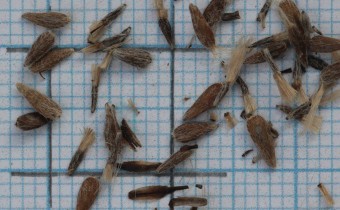 Galatella linosyris Samen (© Gabriele Renneberg)