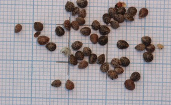 Galeopsis speciosa Samen (© Gabriele Renneberg)