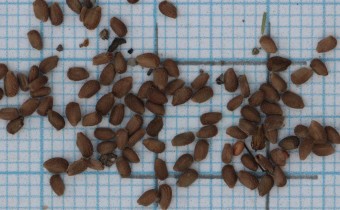 Geranium lucidum Samen (© Gabriele Renneberg)