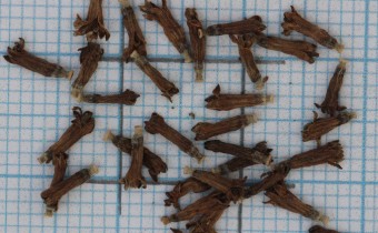 Helianthus x laetiflorus Samen (© Gabriele Renneberg)