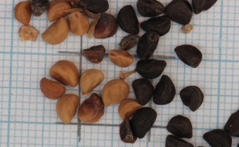 Ipomoea purpurea Samen (© Gabriele Renneberg)